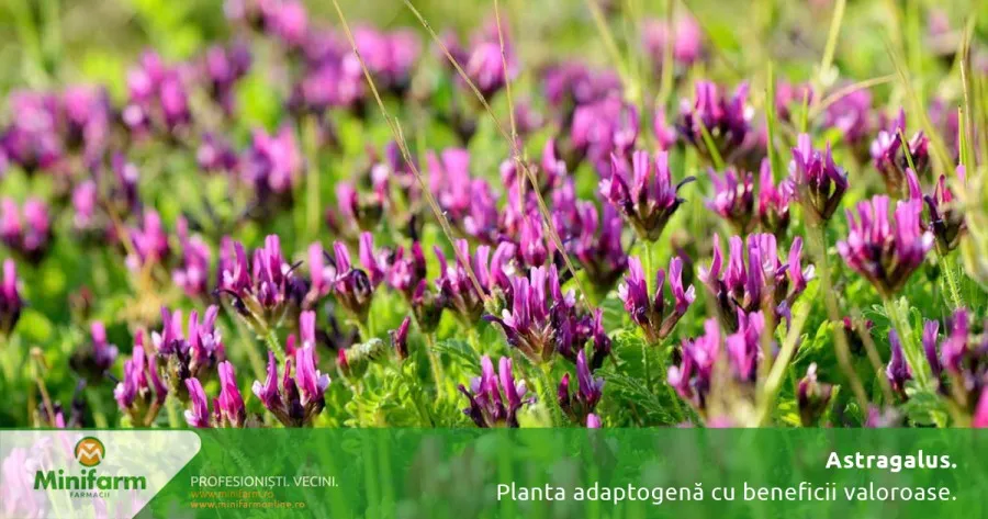 Astragalus: planta adaptogenă cu beneficii valoroase pentru imunitate și vitalitate