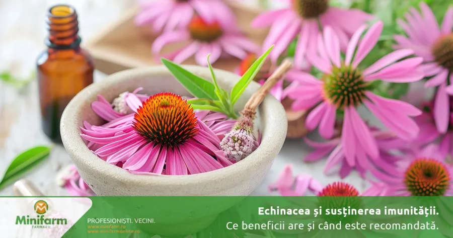Echinacea și susținerea imunității: cum acționează, ce beneficii are și când este recomandată administrarea