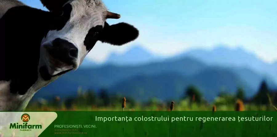 Importanta colostrului pentru regenerarea tesuturilor