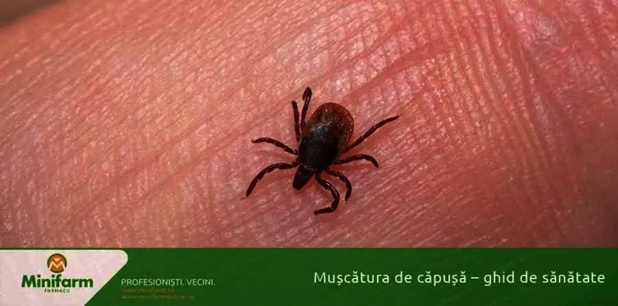 Muscatura de capusa - ghid de sanatate