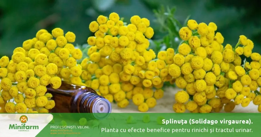Splinuța (Solidago virgaurea): planta cu efecte benefice pentru rinichi și sănătatea tractului urinar