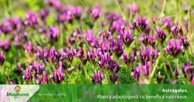 Astragalus: planta adaptogenă cu beneficii valoroase pentru imunitate și vitalitate