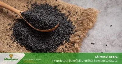 Chimenul negru: proprietăți, beneficii și utilizări pentru sănătate pe care merită să le cunoști