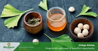 Ginkgo biloba: proprietăți valoroase și beneficii importante pentru circulație, memorie și vitalitate