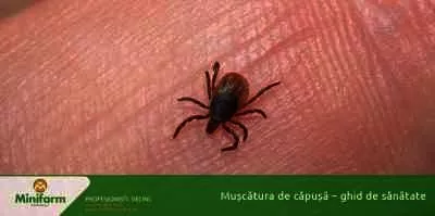 Muscatura de capusa - ghid de sanatate