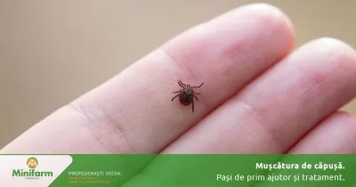 Mușcătura de căpușă: pași de prim ajutor și tratament