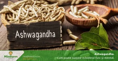 Planta adaptogenă tot mai populară: cum poate susține ashwagandha echilibrul fizic și mental