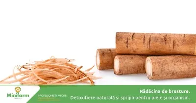 Rădăcina de brusture: detoxifiere naturală și sprijin pentru piele și organism