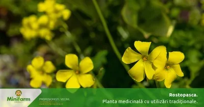 Rostopasca: planta medicinală cu utilizări tradiționale și beneficii importante pentru sănătate