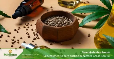 Semințele de cânepă: superalimentul nutritiv care susține sănătatea organismului