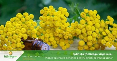Splinuța (Solidago virgaurea): planta cu efecte benefice pentru rinichi și sănătatea tractului urinar